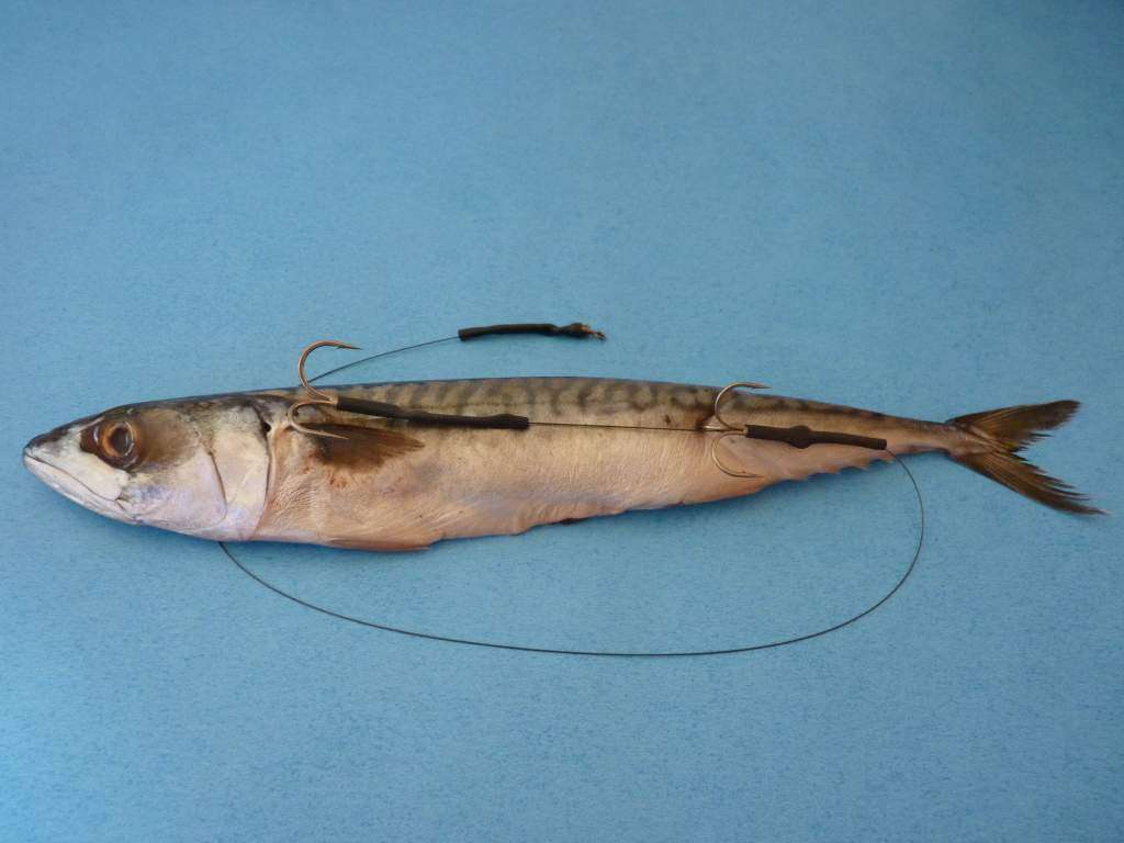 Doodaas vissen op de karper manier in Nederland
