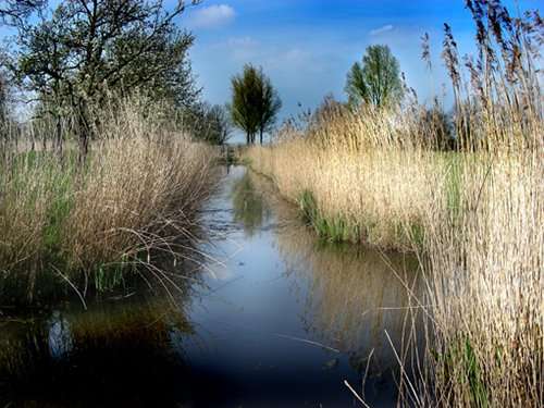 Het Brediusbos (park), Woerden